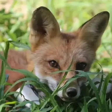 Profile image of 여우