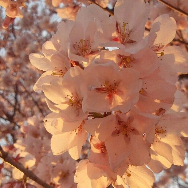 좋아해요, 대장님! 대표 이미지
