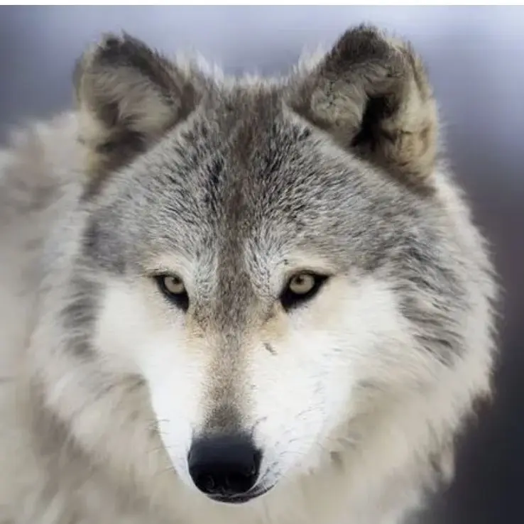 NewGame의 범이요 좀비 세계관