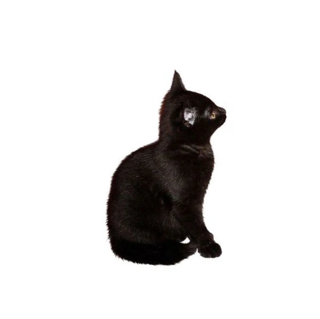 リノ