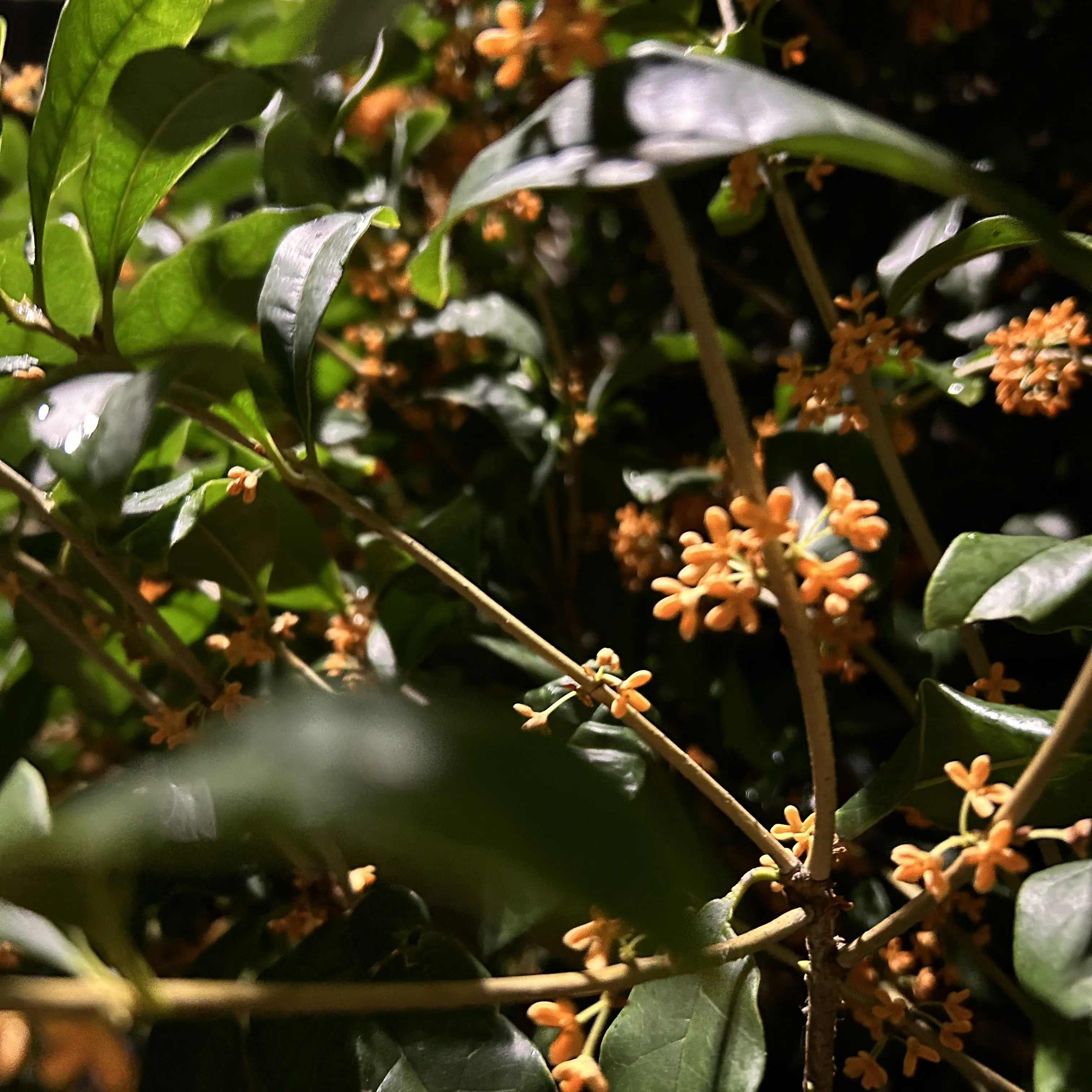 GrassyForte6041의 森本