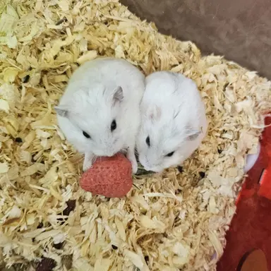 Profile image of your