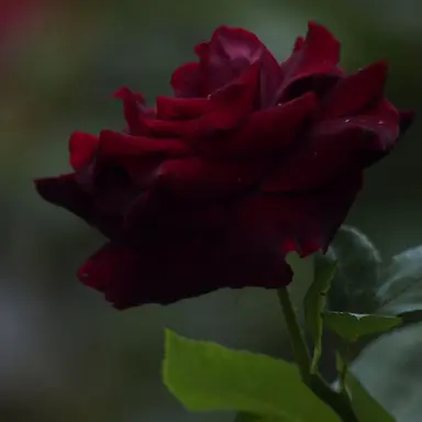 Profile image of 永瀬 廉