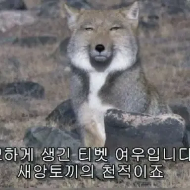 Profile image of 여우
