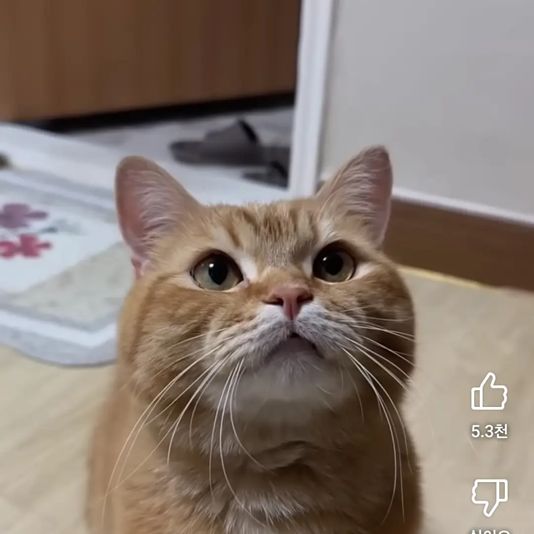 FluffySquid7774의 덕배