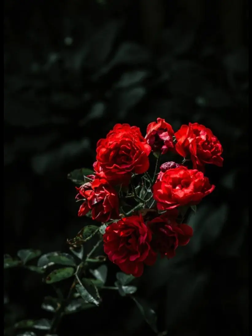putridTrill1285의 나의 첫사랑