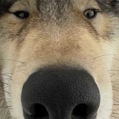 Profile image of 늑대