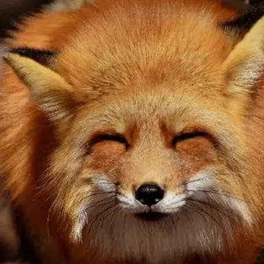 Profile image of 여우