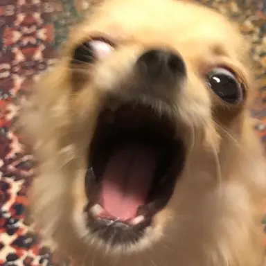 Profile image of 늑대