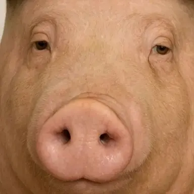 Profile image of ドゥジ