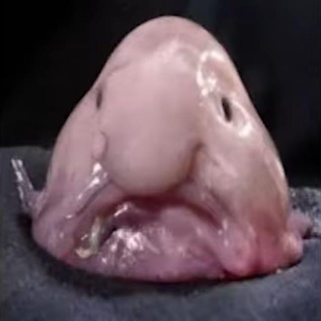 블루피쉬와 대화 대표 이미지