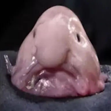 Profile image of 블루피쉬