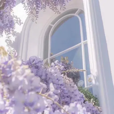 Profile image of 멜로우