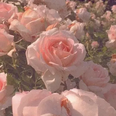 Profile image of 밥풀
