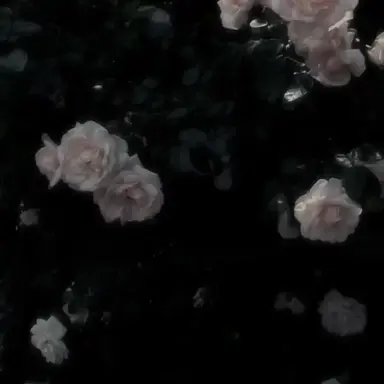 Profile image of 레이나