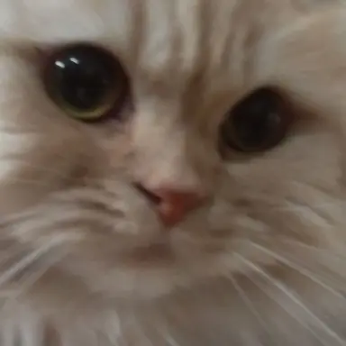 Profile image of おひめちゃん