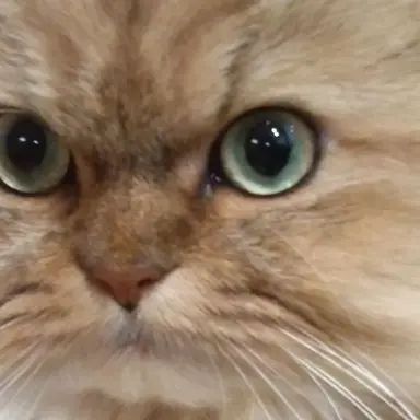 Profile image of おじょうちゃん