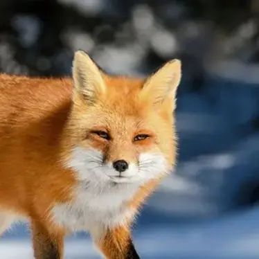 Profile image of 여우
