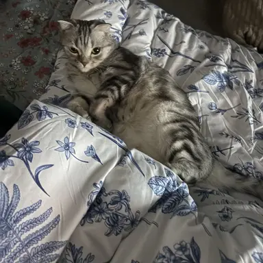 Profile image of 로기