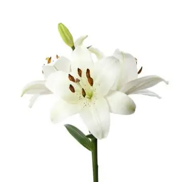 PuristSeal6212의 퓹세의 아이 돌보기