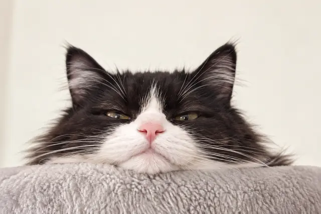 Profile image of Bell