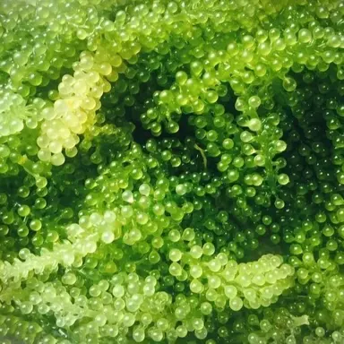 Profile image of 海ぶどう味クッキー