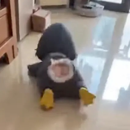 dkskksjej의 구구가가 펭귄 괴롭히기