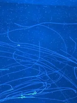 mimizuk-0011의 変わらない君。抜け出せないおれ。