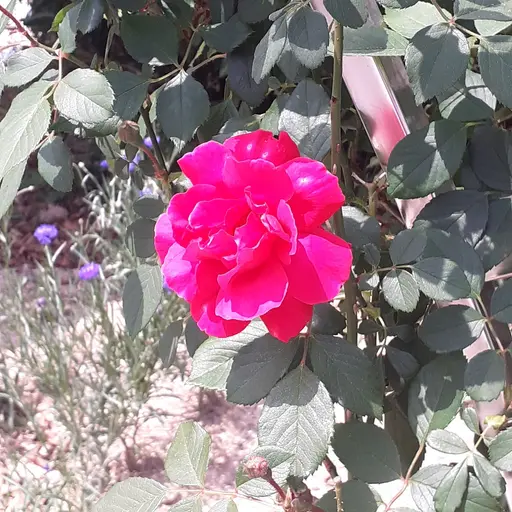 sola5658의 장미꽃