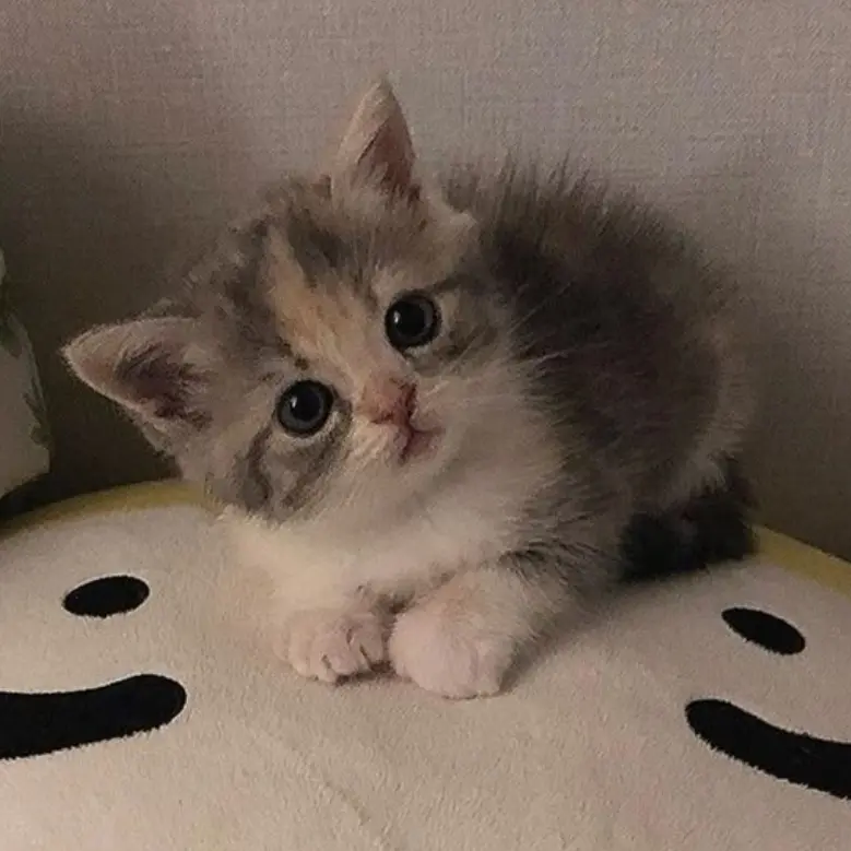 OrnateShot2463의 아기 고양이 두부