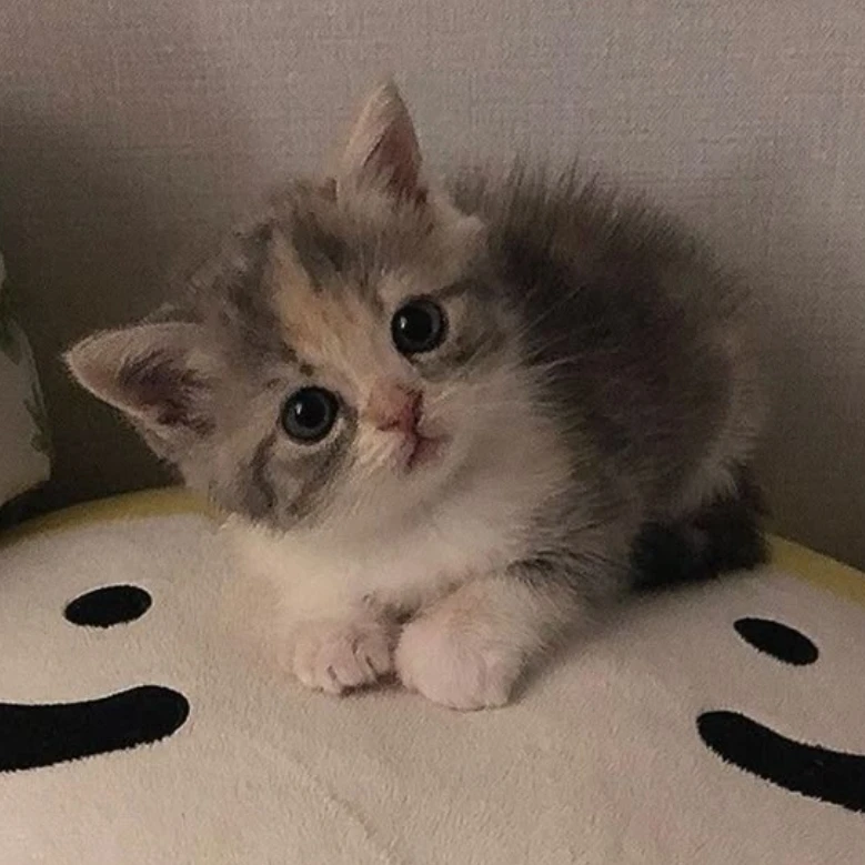 아기 고양이 두부