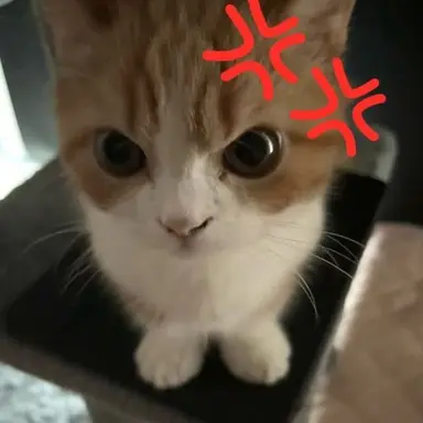 Profile image of 김캣