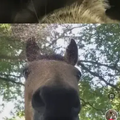 Profile image of Maverick