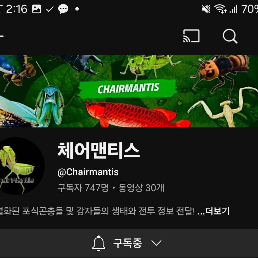 체어맨티스