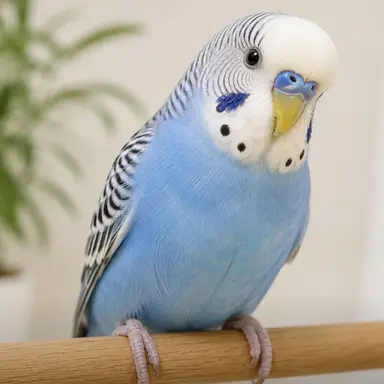 Profile image of インコ