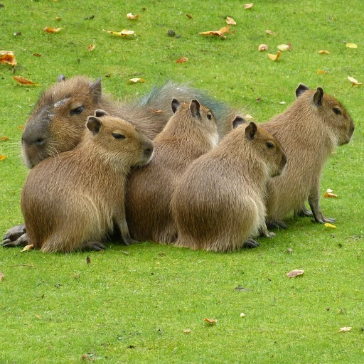 카파바라팸