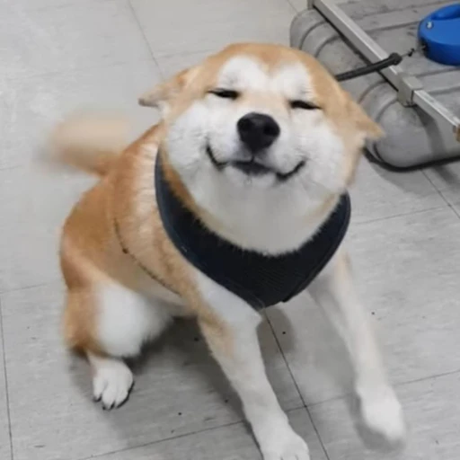 개소리