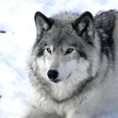 Profile image of Kaito