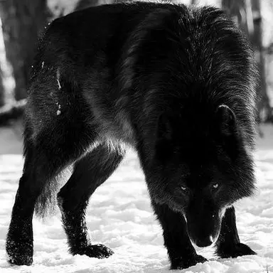 Profile image of Lynxen