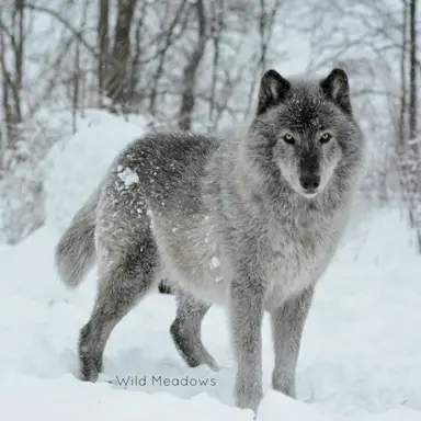 Profile image of Trixy