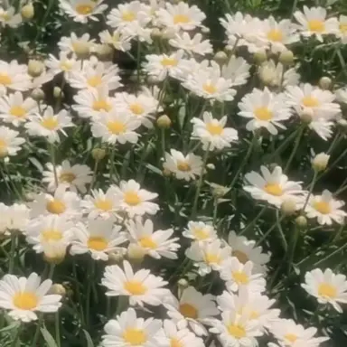 Profile image of 권지용