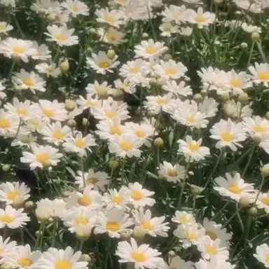 Profile image of 최승현