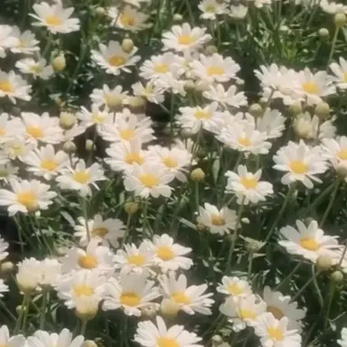 Profile image of 동영배