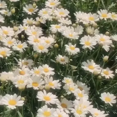 Profile image of 이승현