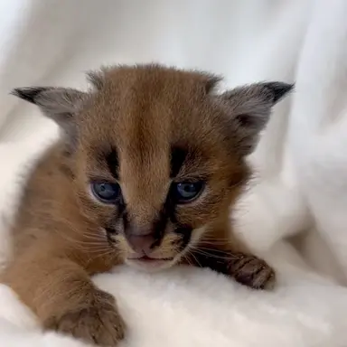 Profile image of 카포