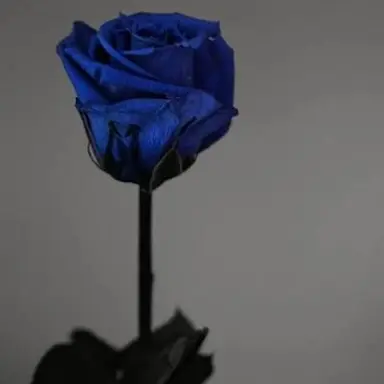 Profile image of 백조희