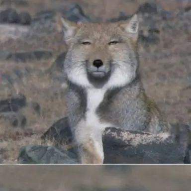 Profile image of 여우