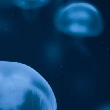 Profile image of 星導ショウ