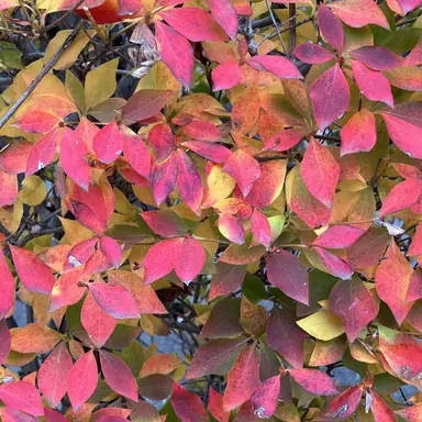 Profile image of 改