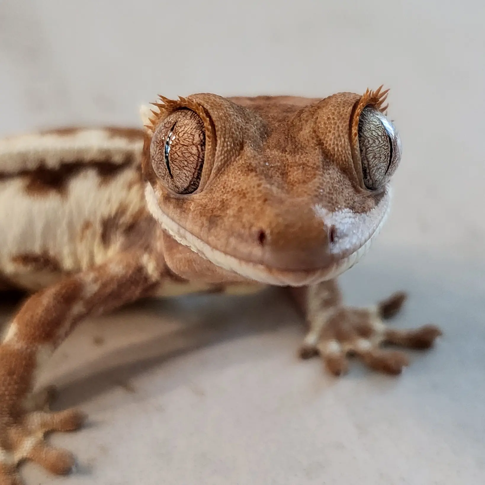lizard_love의 김밥이와 같이 살기!